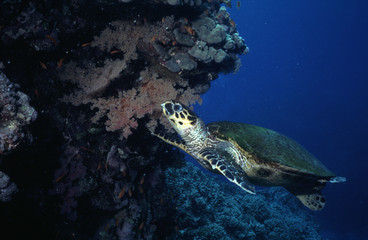 Fototapeta na wymiar meeresschildkröte