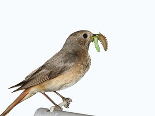 small birdy with trophies