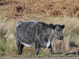 black cow on the moors