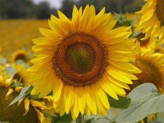 tournesol 2