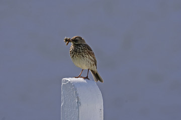 rock pippet