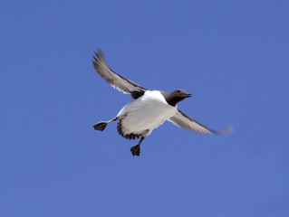 guillemot