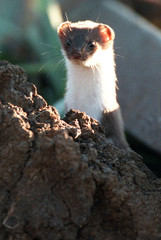 manchurian weasel
