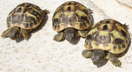 bb tortues de tata nicole