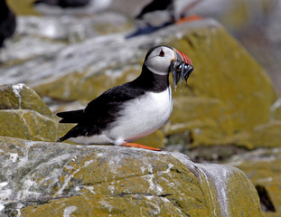 puffin,