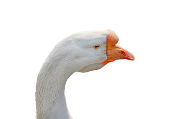 goose