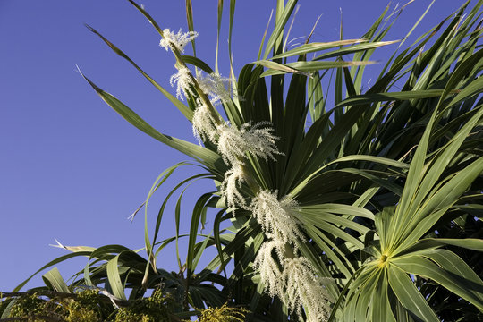 palm tree