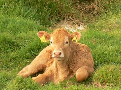 tan calf