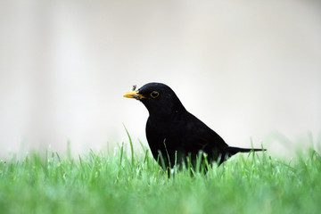 black bird