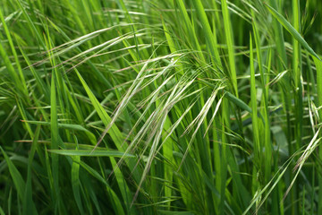 sunny green grass clouse-up