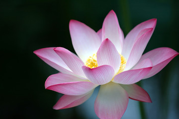 lotus flower over dark background