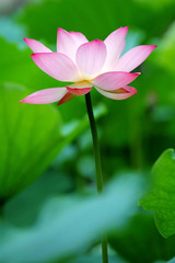 single lotus flower between the greed lotus pads