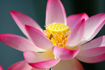 blooming lotus flower and a bee