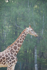 giraffa