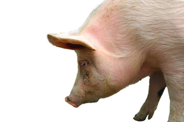 pig