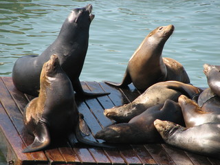 sunburnt seals © Yevgeniy Zateychuk