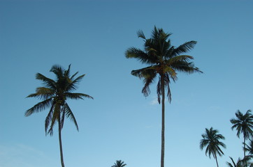 Fototapeta na wymiar cocunut tree at the beach