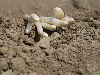 fischer spargel auf dem feld