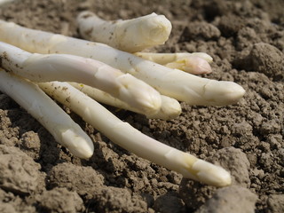 fischer spargel auf dem feld