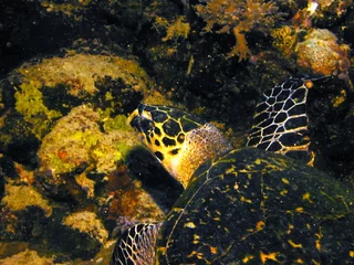 Selbstklebende Fototapeten tortue mer rouge © foxytoul