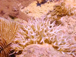 Stoff pro Meter corail blanc en mer rouge © foxytoul
