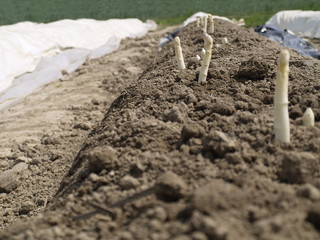 fischer spargel auf dem feld