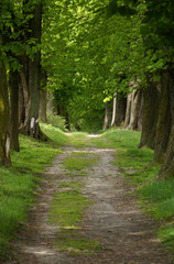 waldweg
