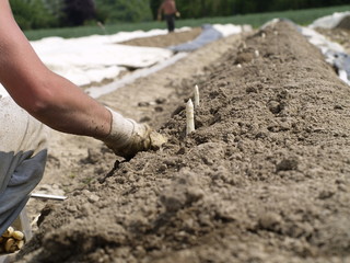 spargel stechen