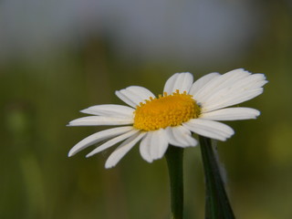Fototapeta premium petite marguerite