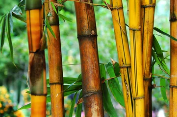 Crédence de cuisine en verre imprimé Bambou bambou