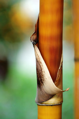 bamboo