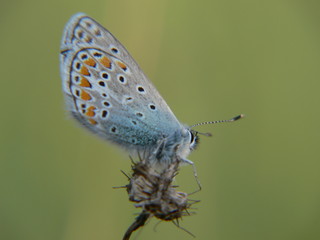 papillon bleu et rouge
