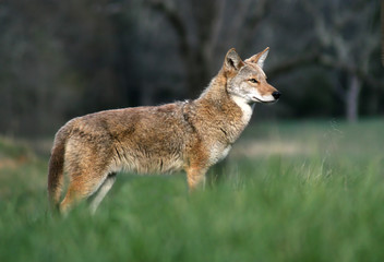 coyote in the cove