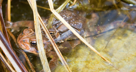 mating frogs