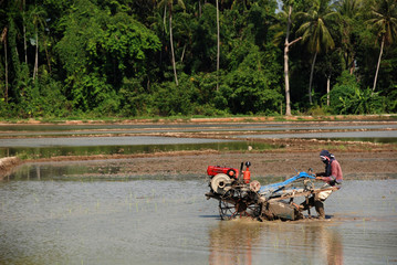 plough machine and paddy field and farmer