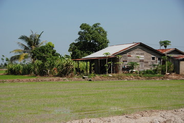 Fototapeta na wymiar paddy field, house and trees