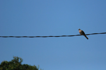 skies and bird at the countryside