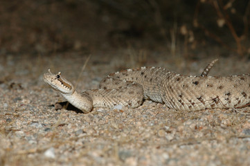 sidewinder rattlesnake