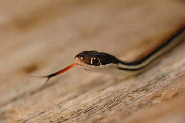 western ribbon snake