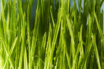 Fototapeta na wymiar drops in grass
