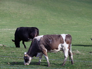 two cows a grazing