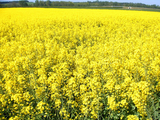 Obraz premium biodiesel