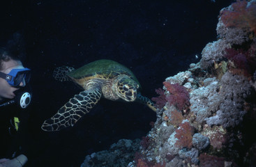Obraz na płótnie Canvas meeresschildkröte