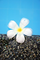 Fototapeta na wymiar fragapani flower