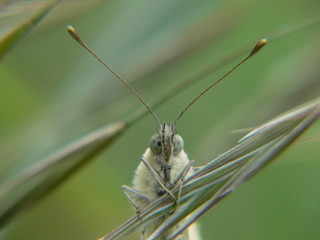 portrait de papillon © Indigo