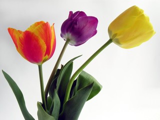 Fototapeta premium spring nice tulips