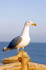 Fototapeta premium seagull on a post