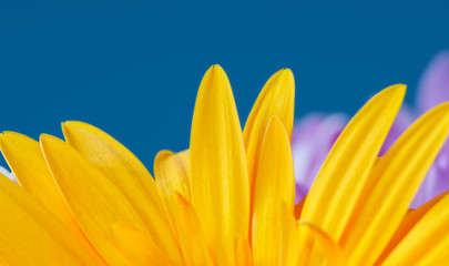 Obraz premium yellow sunflower on blue