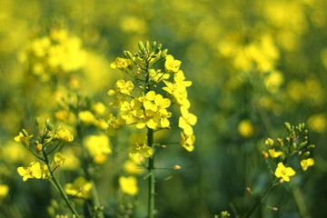 Obraz premium rape 05