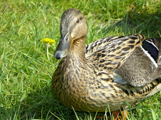 closeup duck